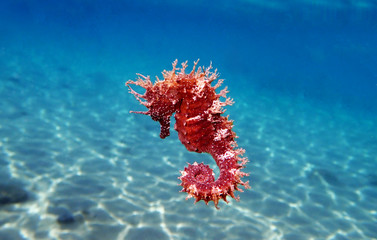 Mediterranean Seahorse - Hippocampus guttulatus