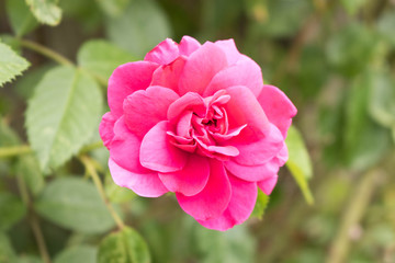 Beautiful rose. Close up. Rose in the backyard.
