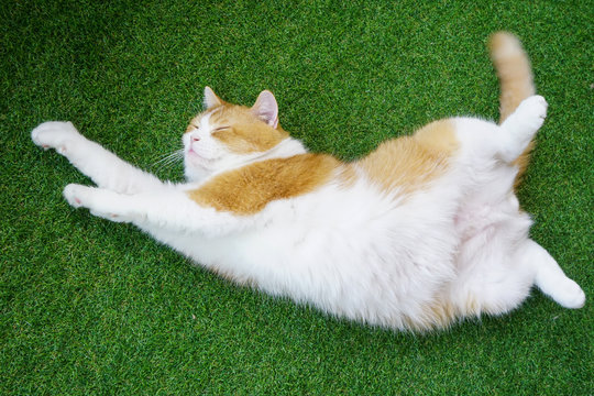 White and brown Scottish Fold cat has long  mustache sleeping and lying ,playful ,sportive and cute pet,kitten and lazy animal