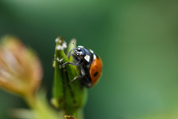 Ladybug climbing up a plant