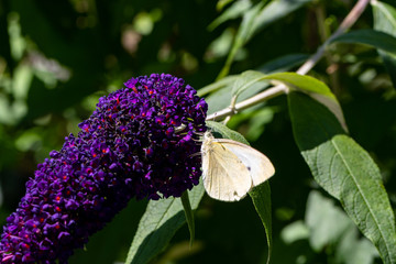 Kohlweißling auf Sommerflieder