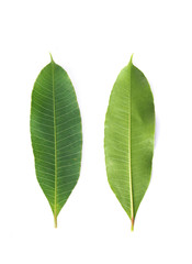 Front and back green leaf on white background