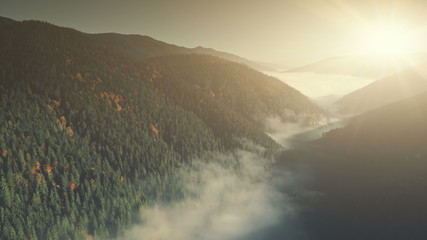 Misty Mountain Coniferous Forest Slope Aerial View. Fir Tree Wood Foggy Wild Nature Landscape Overview. Pine Forestry Highland Valley Eco Friendly Environment Concept Drone Flight