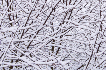 Obraz premium Abstract background image of tree branches in snow. The concept of winter