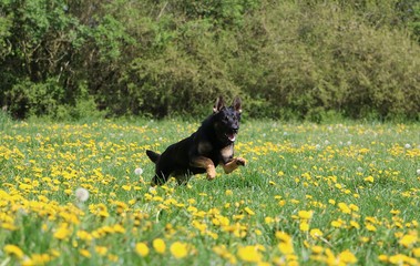 beautiful black german shepherd is running on a field with dandelions in the sunshine