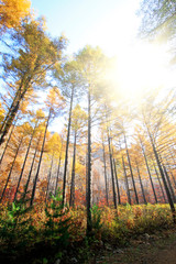 Pine branches in the sky