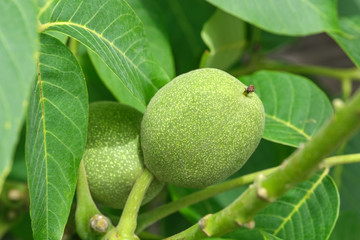Green walnut ovary