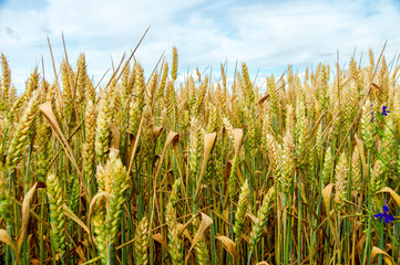 Fototapeta premium Field of grown yellow wheat against a blue sky. Scenic landscape