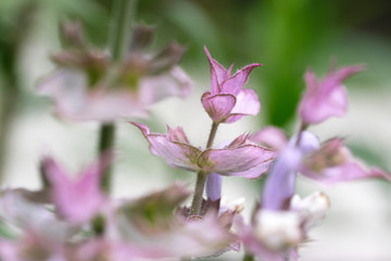 Beautiful bright small spring flowers
