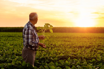 Senior farmer standing in soybean field examining crop at sunset. © Zoran Zeremski