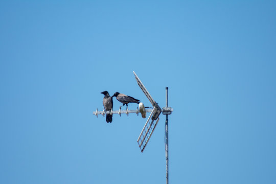 Coppia di cornacchie grigie su un antenna televisiva