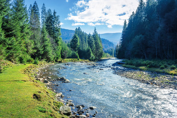 mountain river winding through forest. beautiful nature scenery in autumn. spruce trees by the...