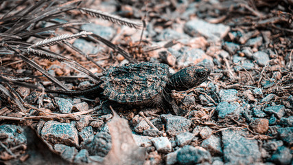 The Pink Baby Snapper