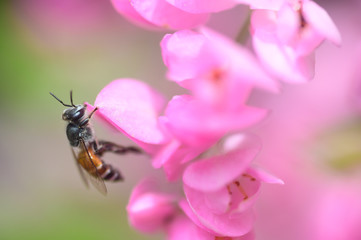 The bees find nectar from pink flowers.