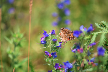 butterflies on flowers . summer