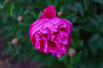 Luxurious bud of pink peony in the midst of green leaves.