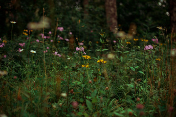 Wildflowers 