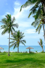 Coconut tree seaside.