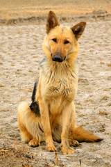 Pet dogs in the fields