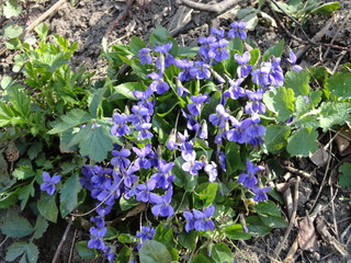 blue flowers in the garden