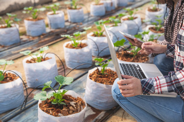 Young farmers are analyzing the growth of Melon seedlings on greenhouse farms, Agronomist Using a Tablet in an Agriculture Field
