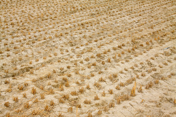 remaining rice straw