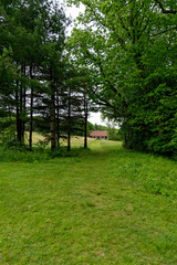 Walk in the Forest
