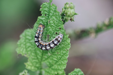 Caterpillar on leaf and blur background