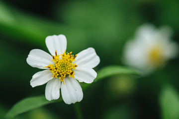 Obraz premium Grass flower and blur background