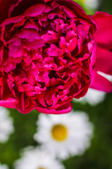 Beautiful red Burgundy peonies bokeh with greenery garden flowers bouquet closeup. Gentle background. Romance. Wallpaper. Out-of-focus