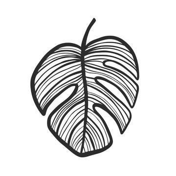 Black Philodendron Leaf. Drawn Element for your Design.