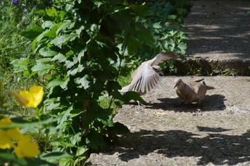 a family of pigeons looking for food