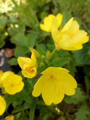Yellow flowers growing in a bed in summer