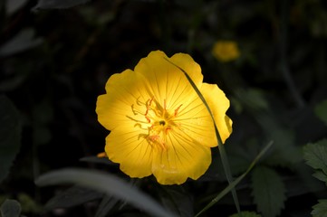 Yellow flower illuminated by the sun