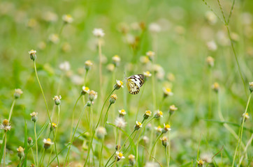 grass with flowers