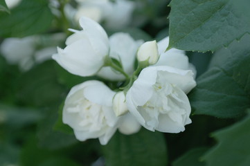 Fototapeta na wymiar White flowers with green foliage.