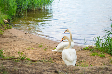 white swans on the nature of the reservoir