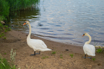 white swans on the nature of the reservoir