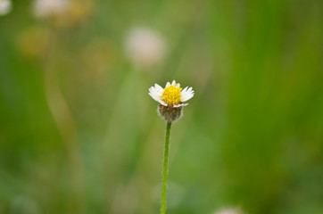 daisy in green grass