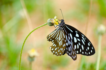 butterfly on a flower