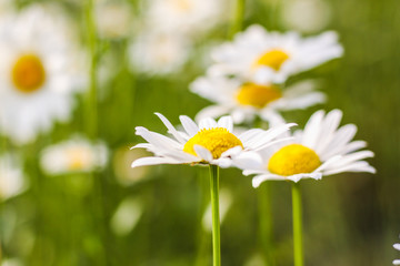 Field of daisies. First-class flowers. background. Wallpaper. beautiful. Out of focus. flank