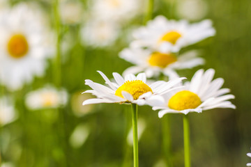 Fototapeta premium Field of daisies. First-class flowers. background. Wallpaper. beautiful. Out of focus. flank
