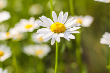 Fototapeta premium Field of daisies. First-class flowers. background. Wallpaper. beautiful. Out of focus. flank