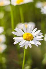 Obraz premium Field of daisies. First-class flowers. background. Wallpaper. beautiful. Out of focus. flank