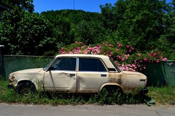 rotten old car covered with flowers roses