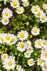 Fototapeta premium Field of daisies. First-class flowers. background. Wallpaper. beautiful. Out of focus. flank