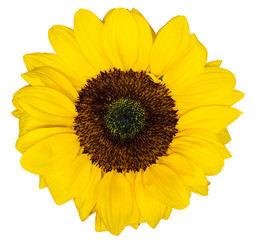 Fototapeta premium Small sunflower flower isolated on white background