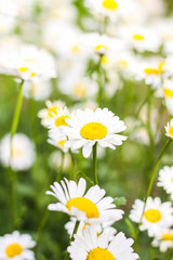 Field of daisies. First-class flowers. background. Wallpaper. beautiful. Out of focus. flank