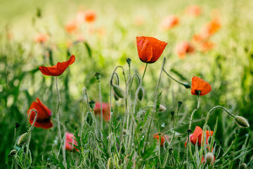 Mohnblumen im Juni auf einen grünen Wiese