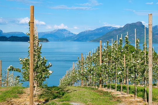 Colorful apple blossoms in full bloom in an orchard on the Hardangerfjord in  Norway